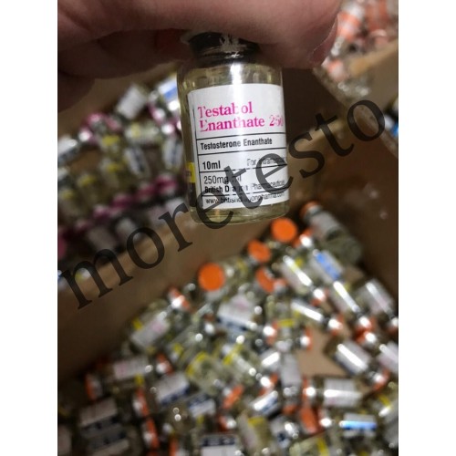 Купить Testabol Enanthate (тестостерон энантат) BD